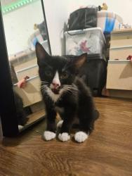 Lost Male Cat last seen Roadside beside a trash can near 14110 108 Ave, Surrey, BC She was inside a black pet carrier., Surrey, BC V3T 2L6