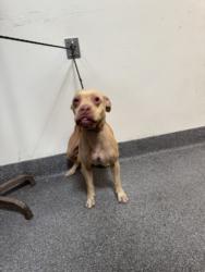 Shelter Stray Female Dog last seen , 3201 Lacy St, Los Angeles, CA 90031, USA