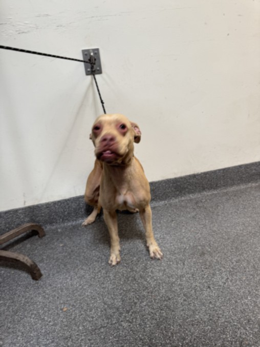 Shelter Stray Female Dog last seen , 3201 Lacy St, Los Angeles, CA 90031, USA