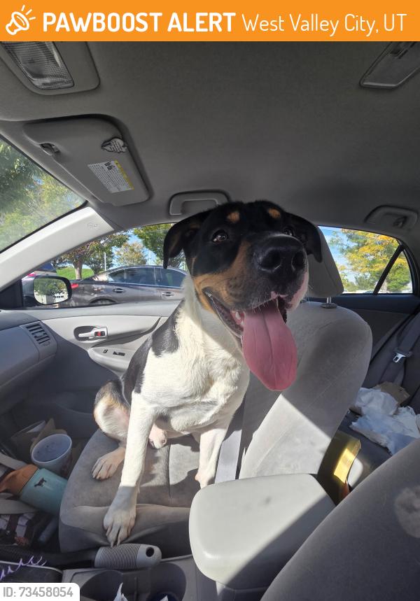 Found/Stray Male Dog last seen Near S 4700 W, West Valley City, Utah, West Valley City, UT 84120
