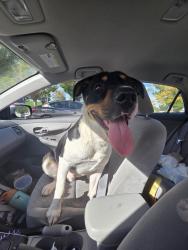 Found/Stray Male Dog last seen Near S 4700 W, West Valley City, Utah, West Valley City, UT 84120