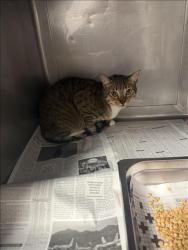 Shelter Stray Female Cat last seen , West Valley Animal Shelter, 20655 Plummer St, Chatsworth, CA 91311, USA