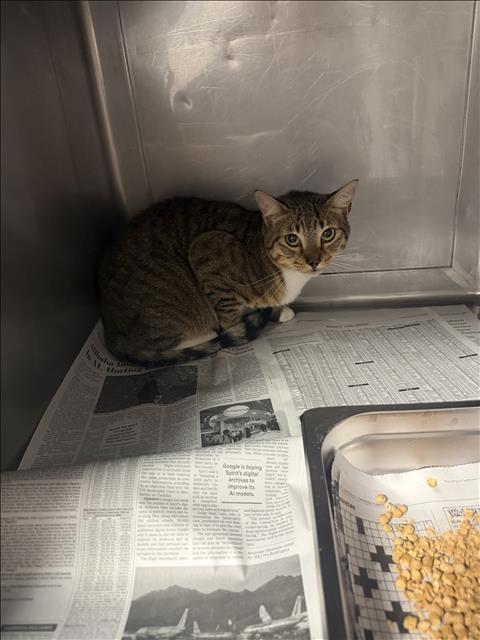 Shelter Stray Female Cat last seen , West Valley Animal Shelter, 20655 Plummer St, Chatsworth, CA 91311, USA