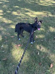 Found/Stray Female Dog last seen 20th and Sheridan, Edgewater, CO 80214