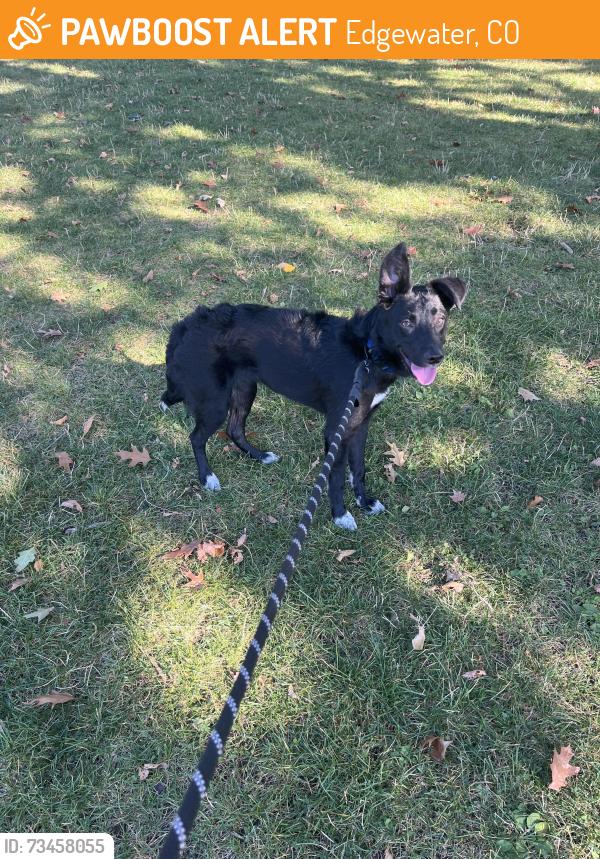 Found/Stray Female Dog last seen 20th and Sheridan, Edgewater, CO 80214