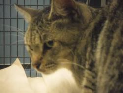 Shelter Stray Male Cat last seen Near BLOCK NW SOUTH RIVER DR, 3599 NW 79th Ave, Doral, FL 33122, USA