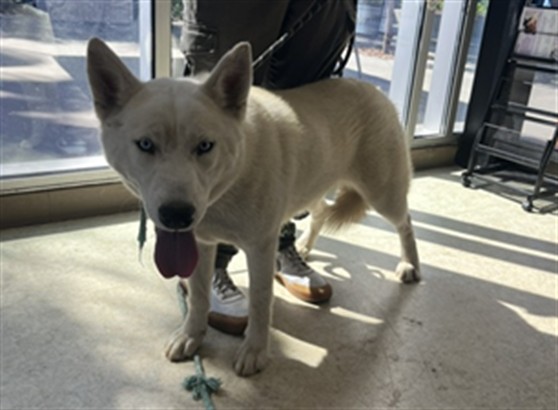 Shelter Stray Female Dog last seen , 957 N Gaffey St, San Pedro, CA 90731, USA