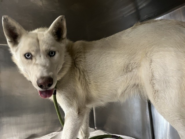 Shelter Stray Female Dog last seen , 957 N Gaffey St, San Pedro, CA 90731, USA