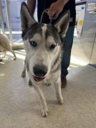 Shelter Stray Male Dog last seen , 957 N Gaffey St, San Pedro, CA 90731, USA