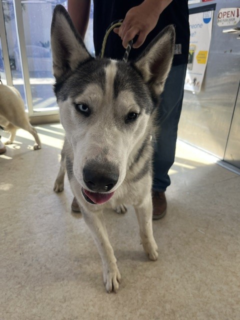 Shelter Stray Male Dog last seen , 957 N Gaffey St, San Pedro, CA 90731, USA