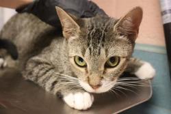 Shelter Stray Female Cat last seen Near BLOCK LATONEA DR, 127 Humane Ln, Columbia, SC 29201, USA