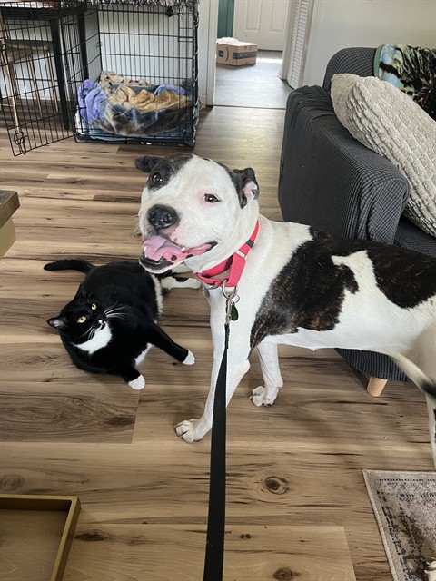 Shelter Stray Female Dog last seen Near BLOCK WAVERLY PARK RD, 3528 Newburg Rd, Louisville, KY 40218, USA