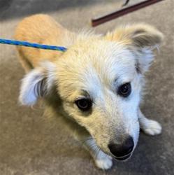 Shelter Stray Male Dog last seen STOCKTON BLVD & 47TH AVE, 2127 Front St, Sacramento, CA 95818, USA