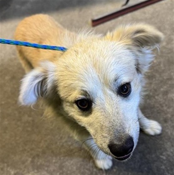 Shelter Stray Male Dog last seen STOCKTON BLVD & 47TH AVE, 2127 Front St, Sacramento, CA 95818, USA
