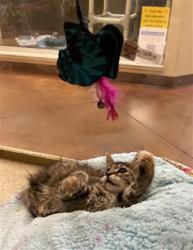 Shelter Stray Female Cat last seen N ST & N ST BUSINESS 80 ON, 2127 Front St, Sacramento, CA 95818, USA