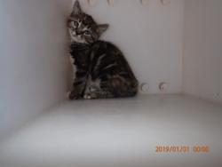 Shelter Stray Female Cat last seen WENTZVILLE, 4850 Mid Rivers Mall Dr, St Peters, MO 63376, USA