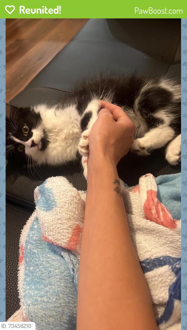 Reunited Male Cat last seen errol street aigburth liverpool, Merseyside, England 