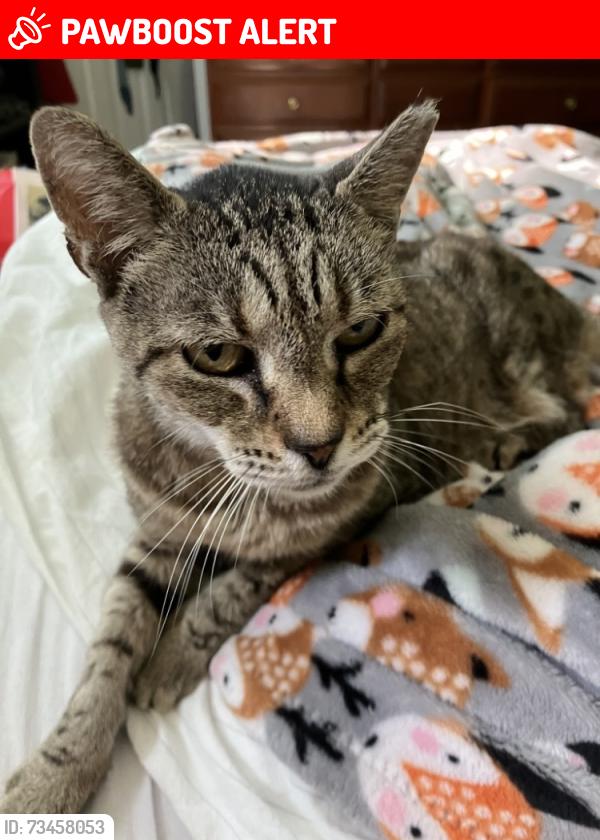 Lost Female Cat last seen Irmo drive, Lexington County, SC 29212