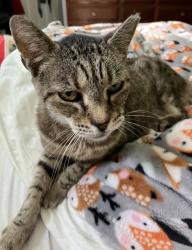 Lost Female Cat last seen Irmo drive, Lexington County, SC 29212