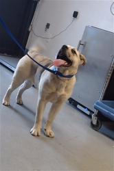 Shelter Stray Female Dog last seen 16TH ST@PARK THIS AM, 1419 Bryant St, San Francisco, CA 94103, USA