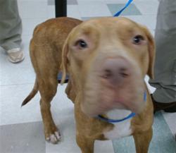 Shelter Stray Male Dog last seen , 2811 SE 29th St, Oklahoma City, OK 73129, USA