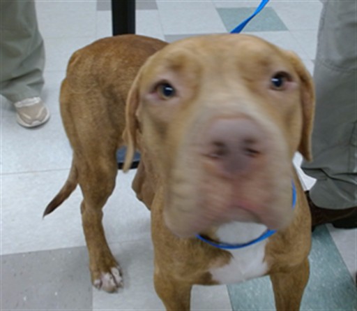 Shelter Stray Male Dog last seen , 2811 SE 29th St, Oklahoma City, OK 73129, USA