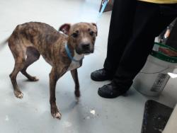 Shelter Stray Female Dog last seen Near BLOCK CHICKEN FOOT RD, HOPE MILLS NC 28348, 4704 Corporation Dr, Fayetteville, NC 28306, USA