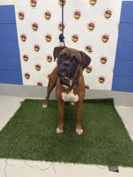 Shelter Stray Male Dog last seen NIGHT LILY DR, 19640 Dogpatch Ln, Land O' Lakes, FL 34638, USA