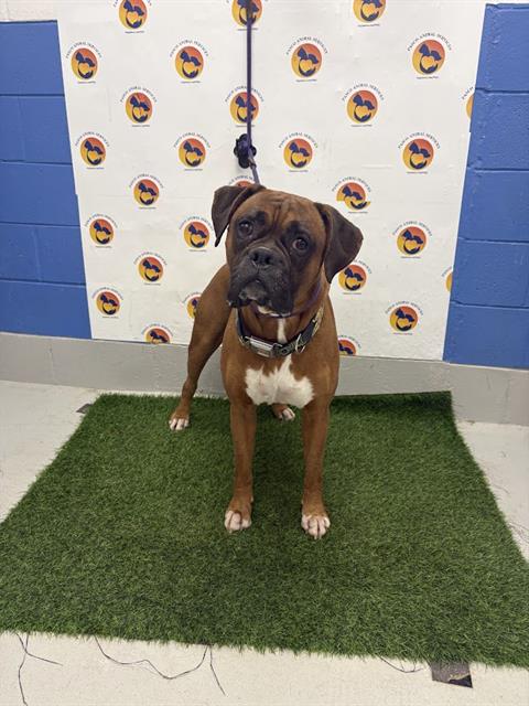 Shelter Stray Male Dog last seen NIGHT LILY DR, 19640 Dogpatch Ln, Land O' Lakes, FL 34638, USA