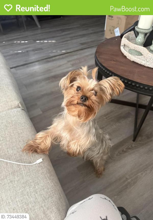 Reunited Female Dog last seen Near park view animal hosp, St. Petersburg, FL 33714