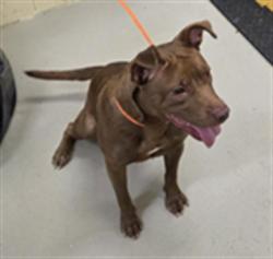 Shelter Stray Female Dog last seen , 232 Eslinger Way, Sanford, FL 32773, USA