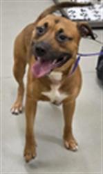 Shelter Stray Male Dog last seen , 232 Eslinger Way, Sanford, FL 32773, USA