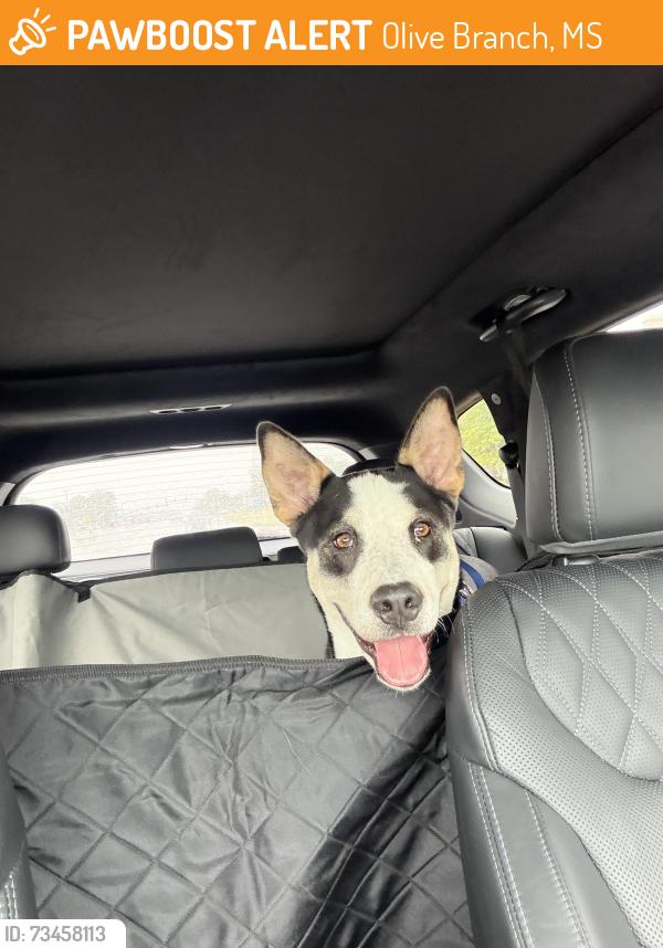 Found/Stray Male Dog last seen Off college road in oakwood park subdivision, Olive Branch, MS 38654