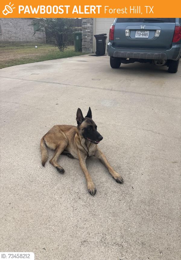 Found/Stray Male Dog last seen Forest Hill, Forest Hill, TX 76119