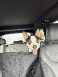 Found/Stray Male Dog last seen Off college road in oakwood park subdivision, Olive Branch, MS 38654