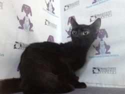 Shelter Stray Female Cat last seen , 2769 Conroy Rd, Orlando, FL 32839, USA