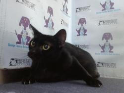 Shelter Stray Female Cat last seen , 2769 Conroy Rd, Orlando, FL 32839, USA