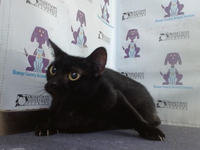 Shelter Stray Female Cat last seen , 2769 Conroy Rd, Orlando, FL 32839, USA