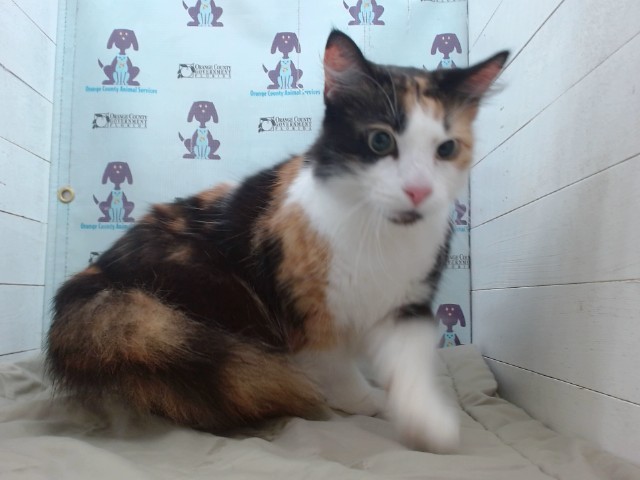 Shelter Stray Female Cat last seen , 2769 Conroy Rd, Orlando, FL 32839, USA