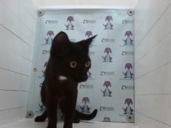 Shelter Stray Female Cat last seen , 2769 Conroy Rd, Orlando, FL 32839, USA