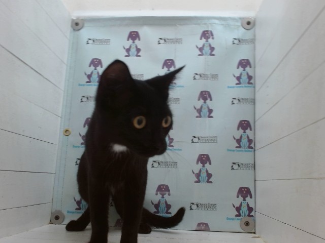 Shelter Stray Female Cat last seen , 2769 Conroy Rd, Orlando, FL 32839, USA