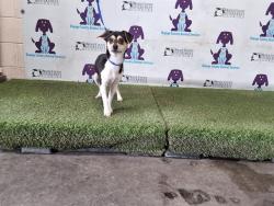 Shelter Stray Male Dog last seen , 2769 Conroy Rd, Orlando, FL 32839, USA