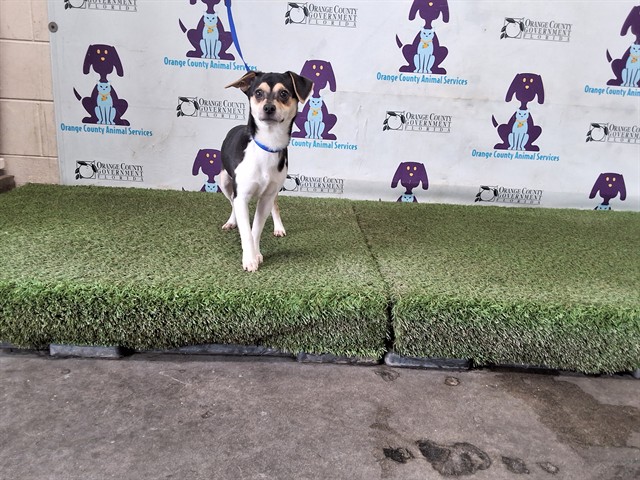 Shelter Stray Male Dog last seen , 2769 Conroy Rd, Orlando, FL 32839, USA