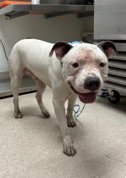 Shelter Stray Male Dog last seen Near BLOCK WOODROW AVE, BAKERSFIELD CA 93308, 3951 Fruitvale Ave, Bakersfield, CA 93308, USA