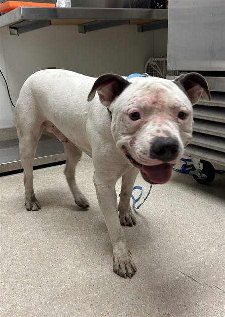 Shelter Stray Male Dog last seen Near BLOCK WOODROW AVE, BAKERSFIELD CA 93308, 3951 Fruitvale Ave, Bakersfield, CA 93308, USA
