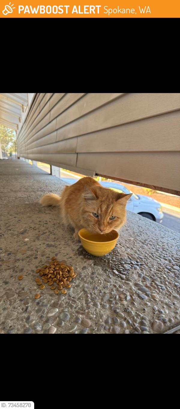 Found/Stray Unknown Cat last seen Corner of mill and hawthorn by the nom nom gas station, Spokane, WA 99218