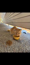 Found/Stray Unknown Cat last seen Corner of mill and hawthorn by the nom nom gas station, Spokane, WA 99218