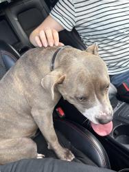 Reunited Female Dog last seen manor hill, entrance to meadow green, Houston, TX 77062