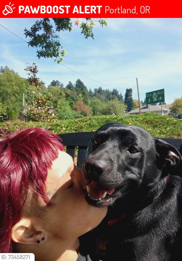 Lost Male Dog last seen Near levee rd, Portland, OR 97211