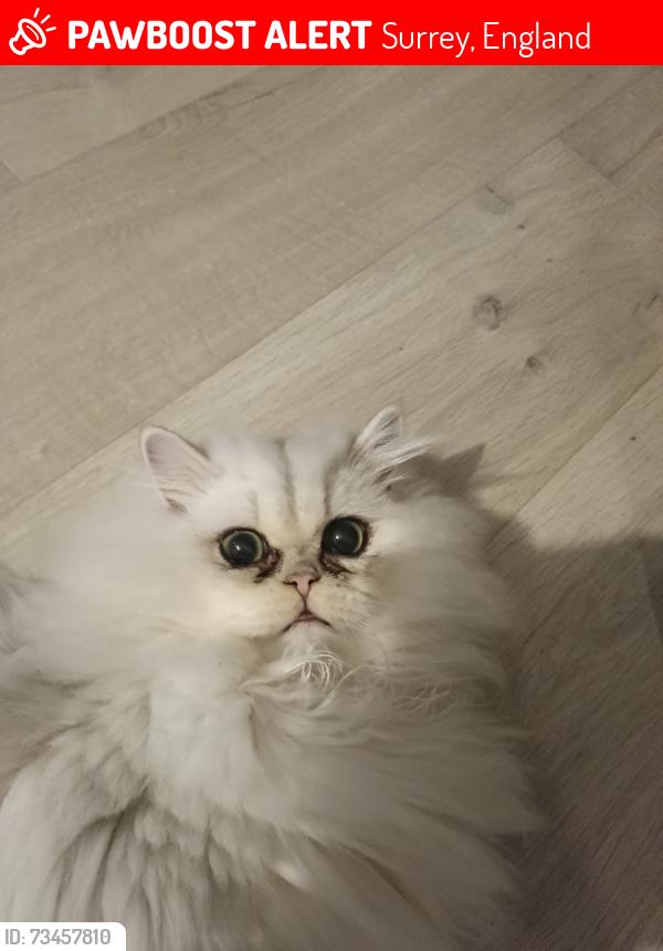 Lost Male Cat last seen Punch bowl lane woodlands, Surrey, England 